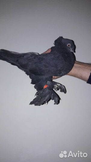 Голуби благодаренские пара