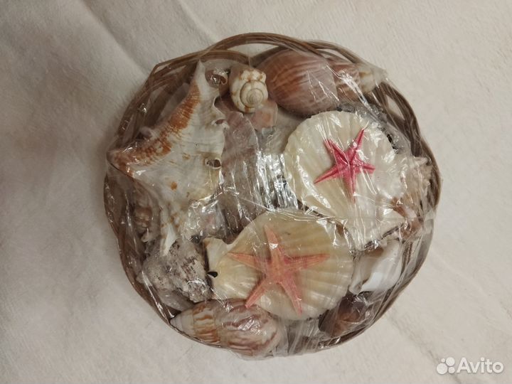 Набор морских ракушек