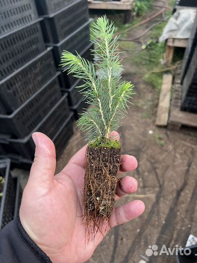 Голубая ель с зкс сеянцы в кассктах доращивание