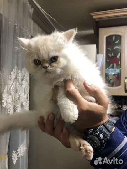 Персидские котята, 4 мальчика