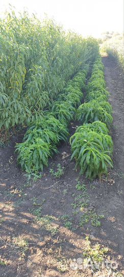 Продам саженцы в ассортименте