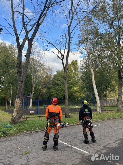 Спил деревьев