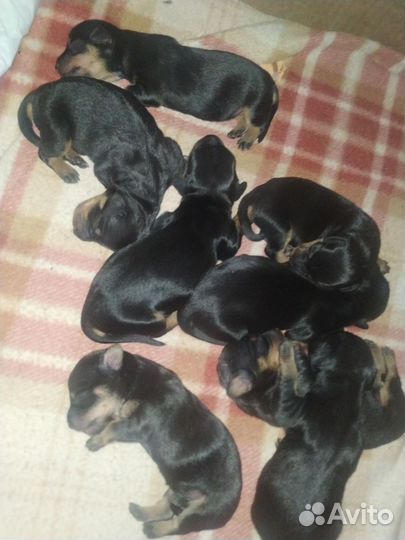 Щенки Таксы