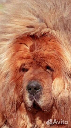 Тибетский мастиф молодая сука