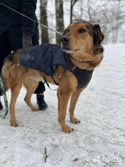 Чудо собака,нежный пес в приюте