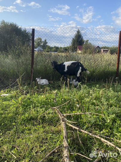 Баран на племя, козел на племя альпийской породы