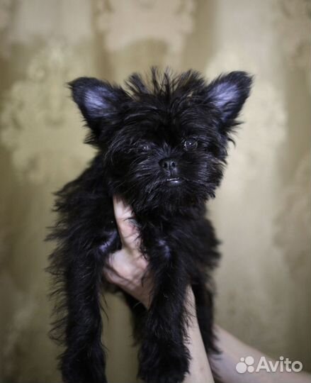 Щенок аффенпинчер