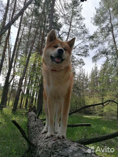 Акита вязка