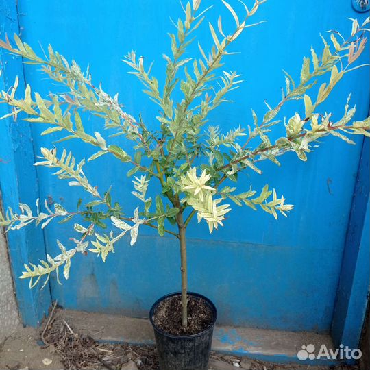 Ива Хакуро Нишики