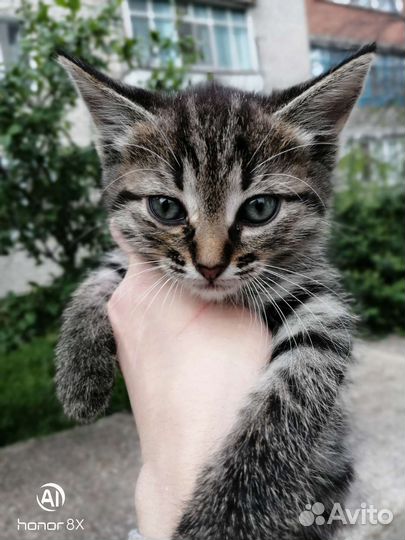 Мальчик в добрые руки