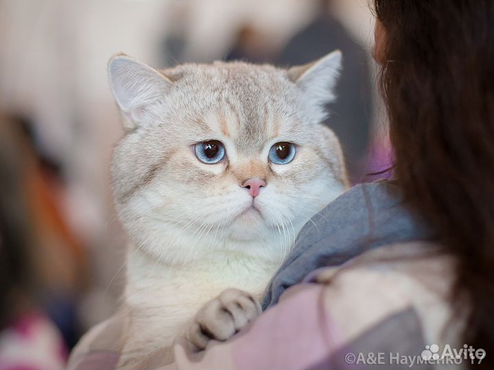 Вязка с британским котом ny 21 33