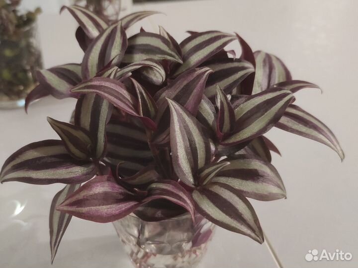 Традесканция зебрина