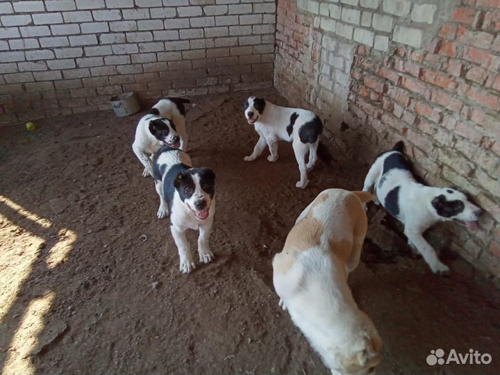 Щенки алабая