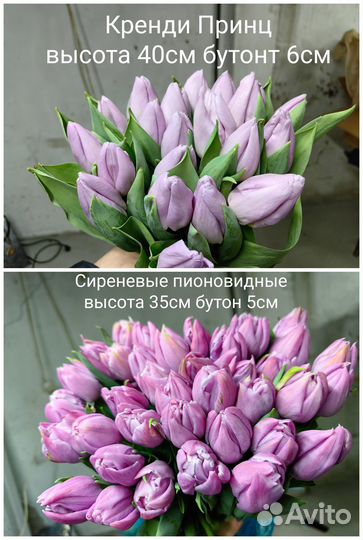 Луковицы тюльпанов