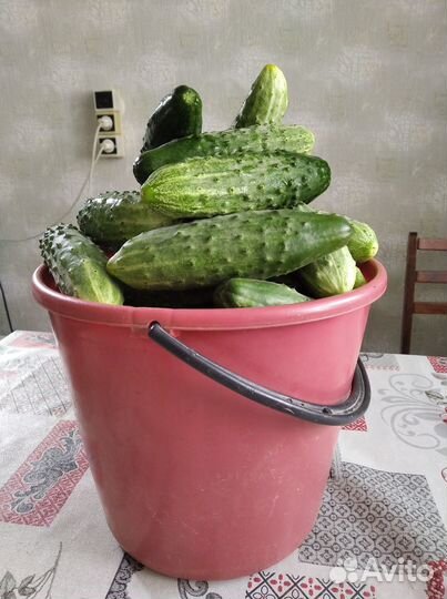 Семена огурцов из СССР