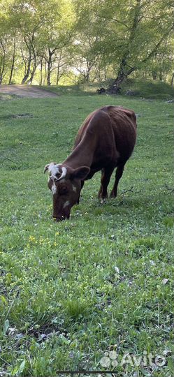 Корова с теленком