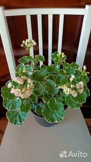 Сортовая коллекционная пеларгония.Вышлю