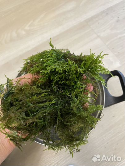 Корм для аквариумных рыбок