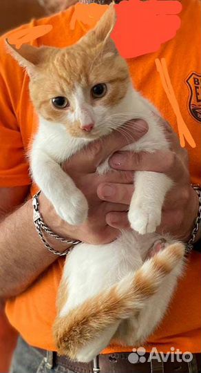 Самые красивые котята