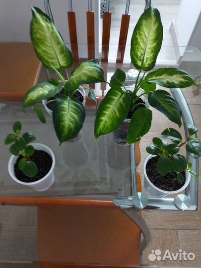 Комнатные цветы