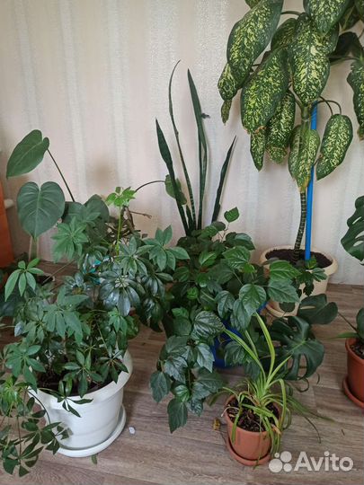 Комнатные цветы