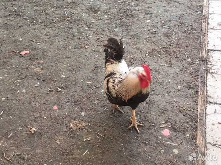 Петухи молодые активные