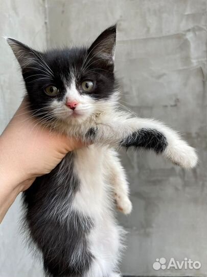 Котенок 4 месяца Маркиза