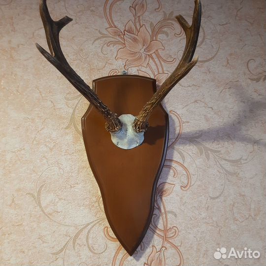 Рога косули