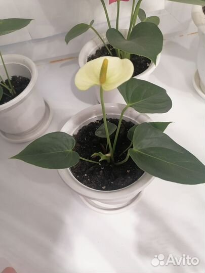 Антуриум разные сорта