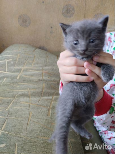 Котята