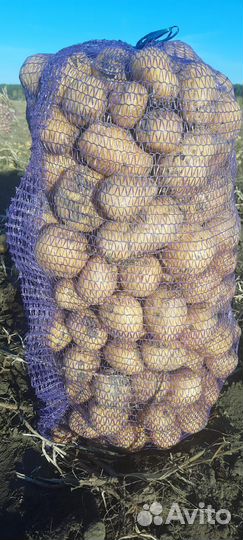 Продам картофель