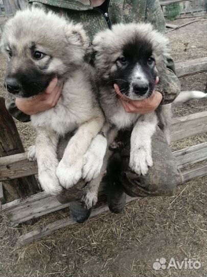 Щенки кавказской овчарки