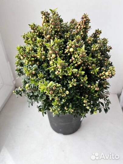 Миртовое дерево, Мирт, подарок, в наличии