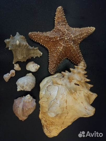 Ракушки большие, маленькие и морская звезда