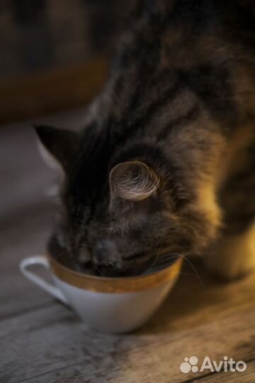 Кошка в добрые руки