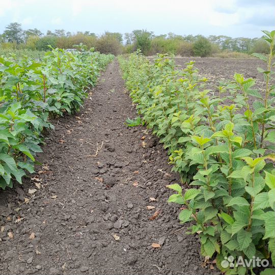 Саженцы черемухи,барбариса,клена