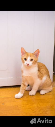 Котенок мальчик