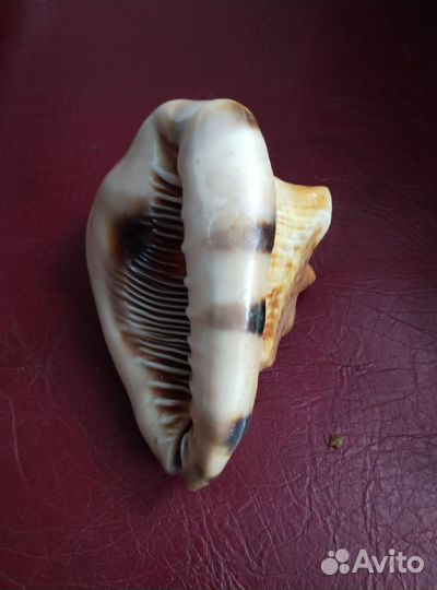 Морская раковина 