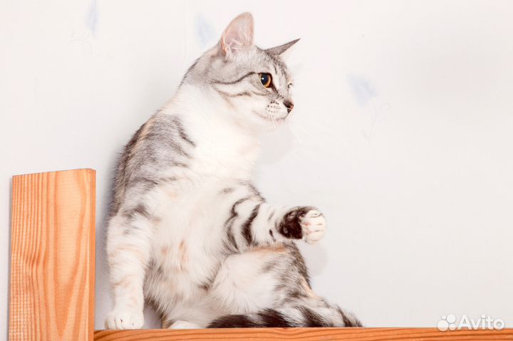 Трехцветная кошка Вика, 1 год