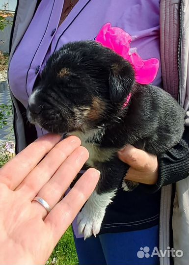 Щенки карапузы в добрые руки