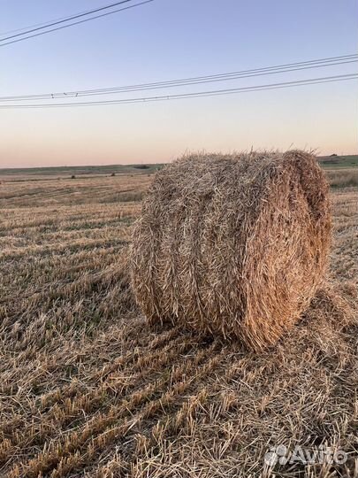 Солома пшеничная