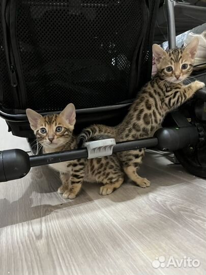 Бенгальская котята