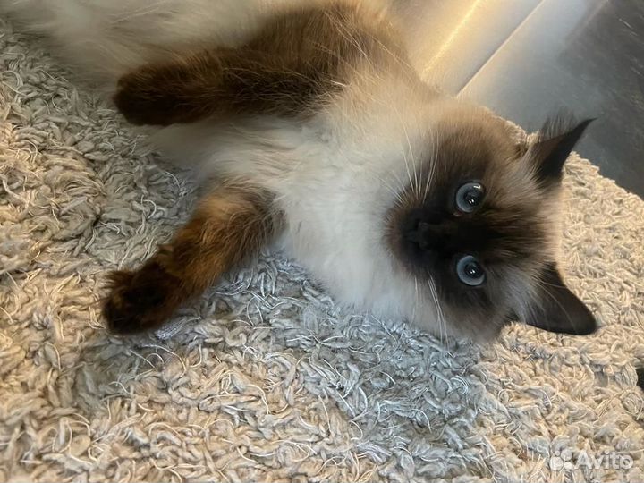 Вязка Невская маскарадная кошка