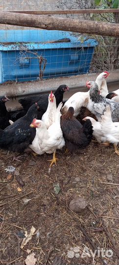 Куры молодки