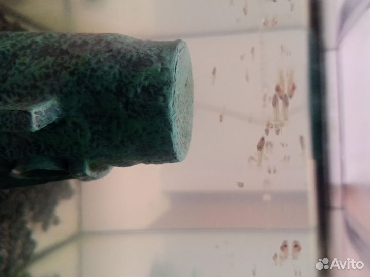 Аквариумные рыбки гуппи