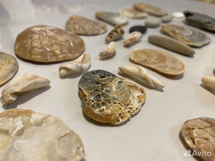 Морские ракушки камушки стеклышки