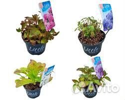 Крупнолистная гортензия little XXL. горшок 2л. Евр