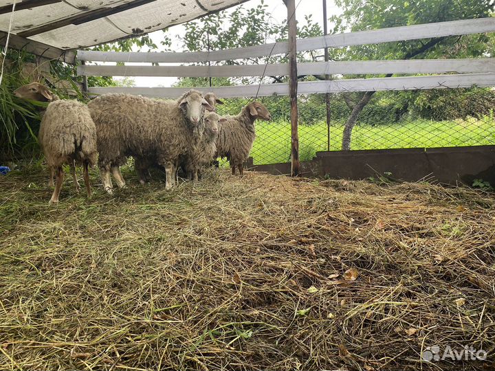 Овцы бараны