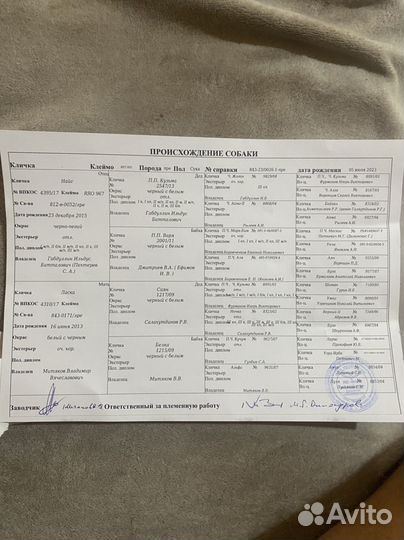 Русско европейская лайка