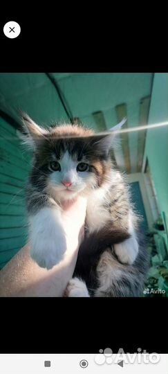 Котёнок мейн-кун